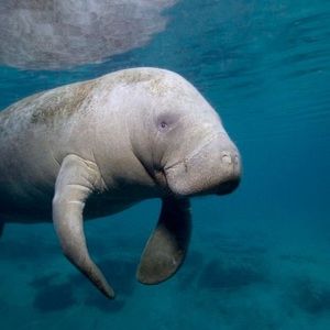 Meet your Posher, Lincoln